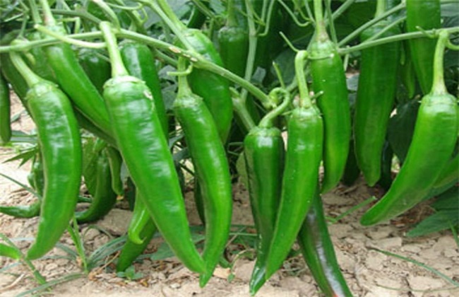 尖椒 种植技术 种植管理