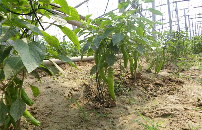 尖椒 种植技术 种植管理