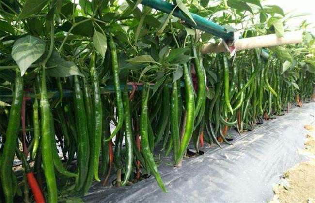 尖椒 种植技术 种植管理