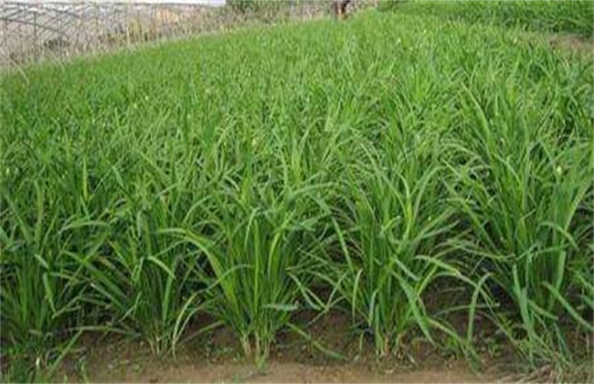 夏季种植韭菜注意事项