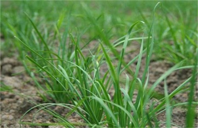 夏季种植韭菜注意事项