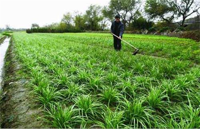 夏季种植韭菜注意事项
