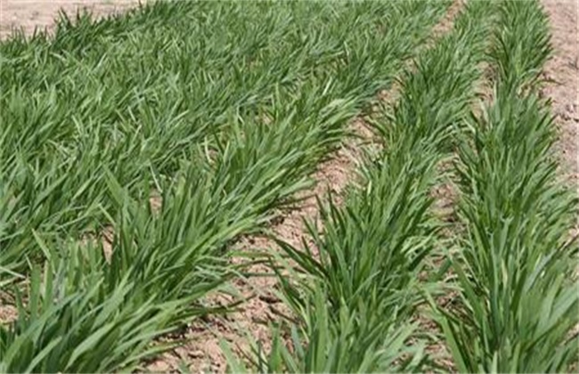 夏季种植韭菜注意事项