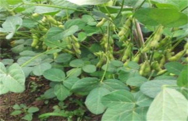毛豆种植如何提高产量