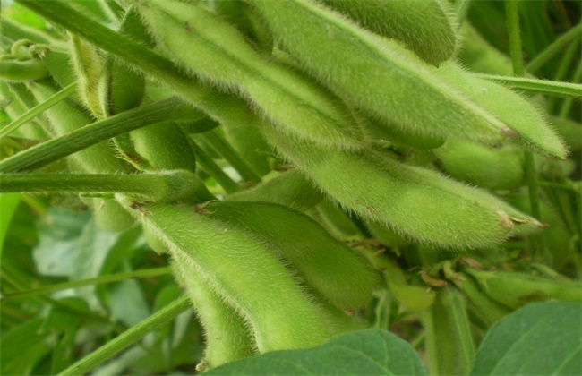 毛豆种植如何提高产量