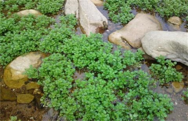 西洋菜种植注意事项