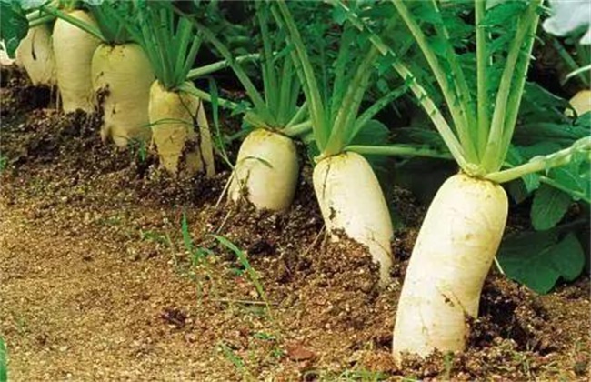 越夏萝卜高产种植技术