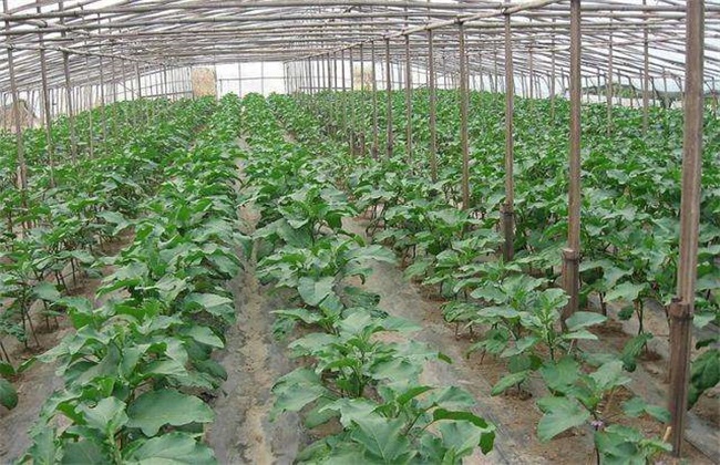 茄子 定植后 管理技术