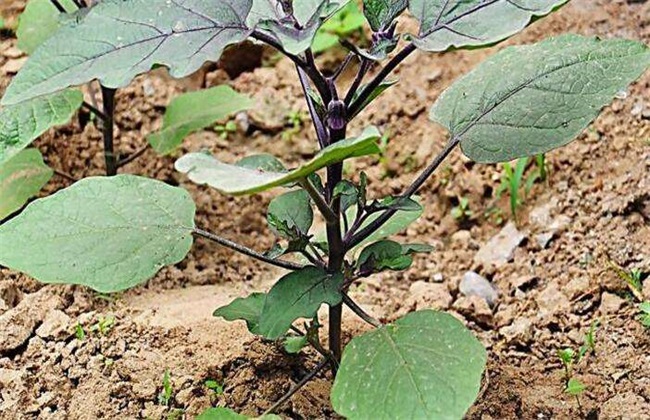 茄子 定植后 管理技术