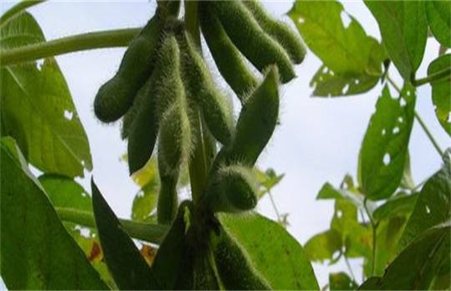 大豆鼓粒期管理要点