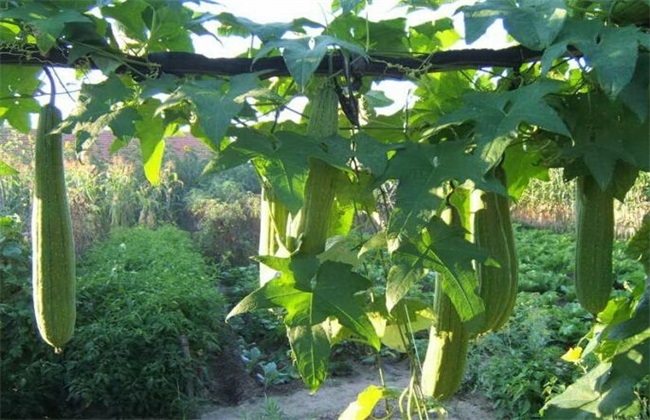 夏季种植 丝瓜 注意事项