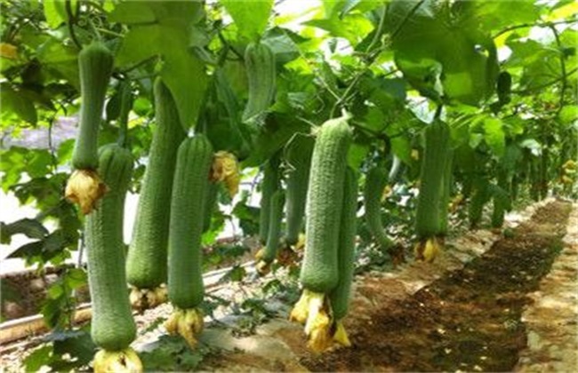 夏季种植 丝瓜 注意事项