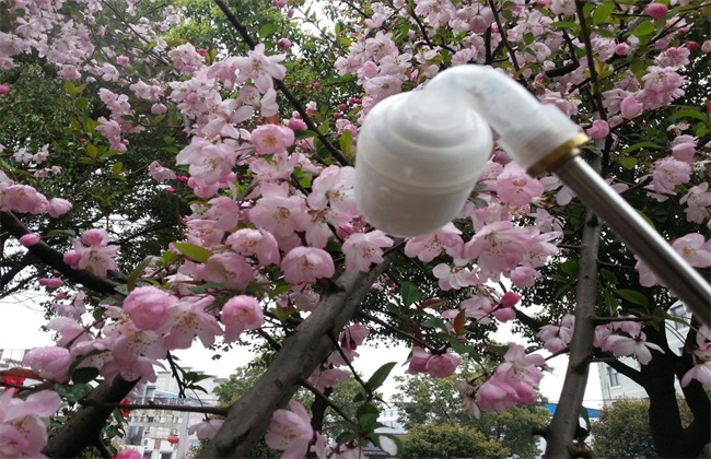 授粉