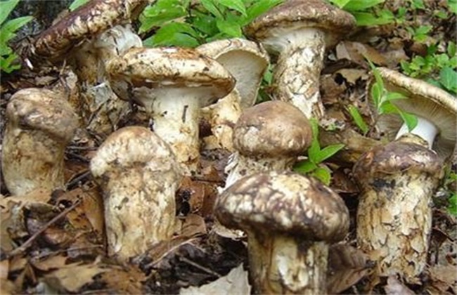 菇螨症状和防治方法