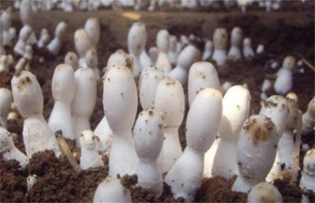 菇螨症状和防治方法