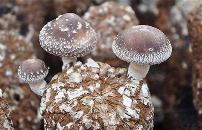菇螨症状和防治方法