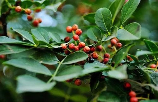 花椒落花落果防治措施
