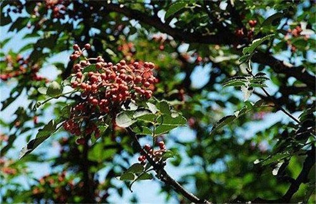 花椒落花落果防治措施