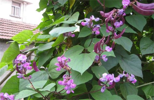 扁豆花期落花防治措施