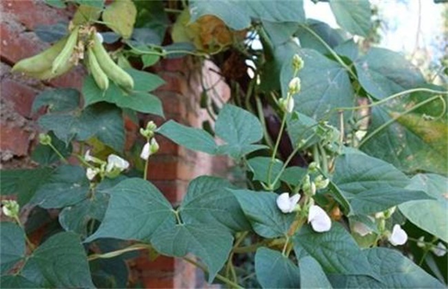 扁豆花期落花防治措施