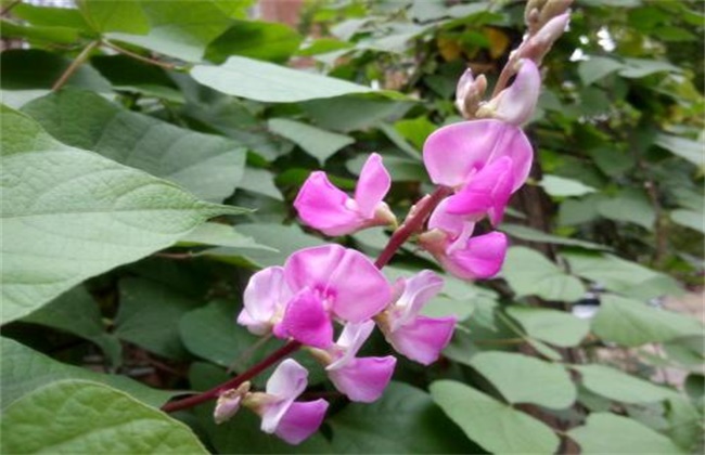 扁豆花期落花防治措施