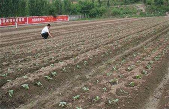 豇豆 定植后 如何管理