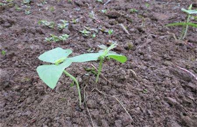 豇豆 定植后 如何管理