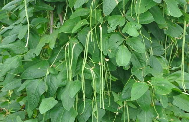 豇豆 定植后 如何管理
