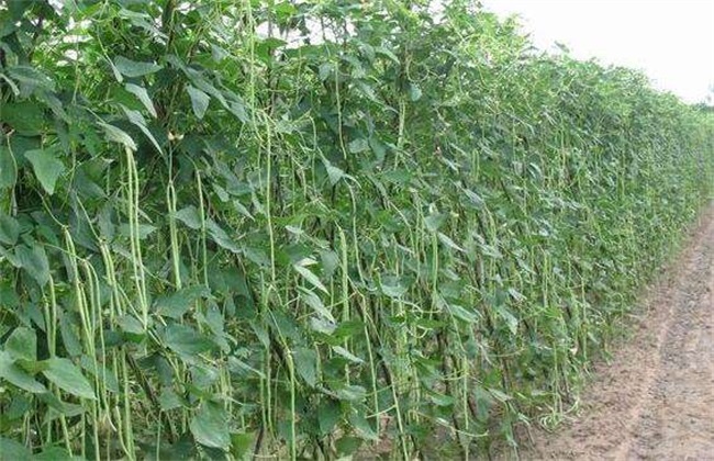 豇豆 定植后 如何管理