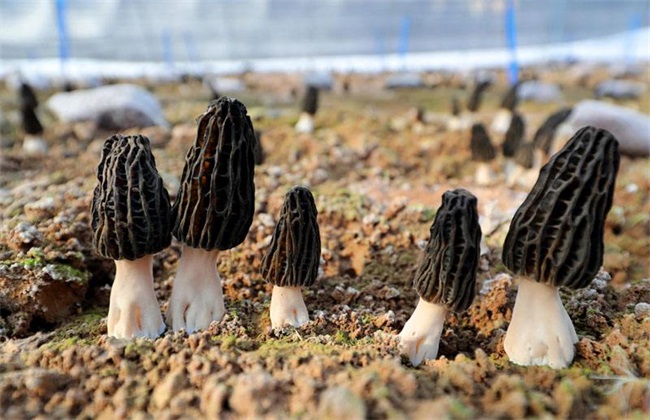 羊肚菌 种植 常见问题分析