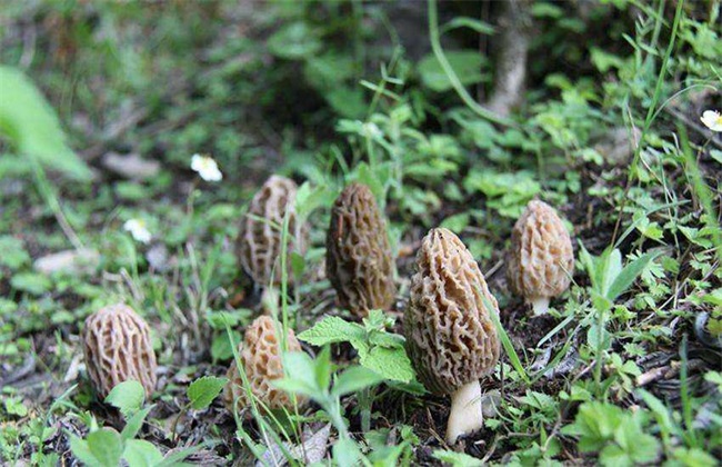 羊肚菌 种植 常见问题分析