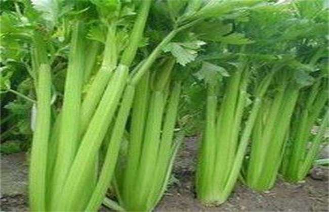 西芹 田间管理 技术要点