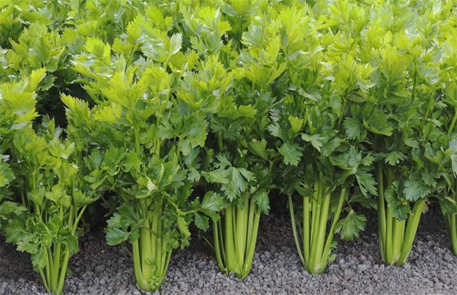 西芹 田间管理 技术要点