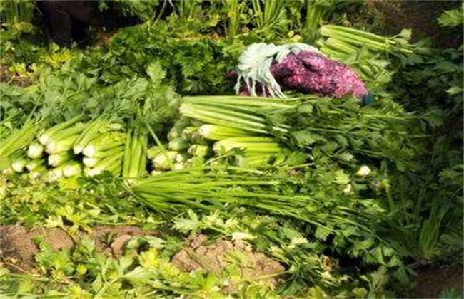 西芹 田间管理 技术要点