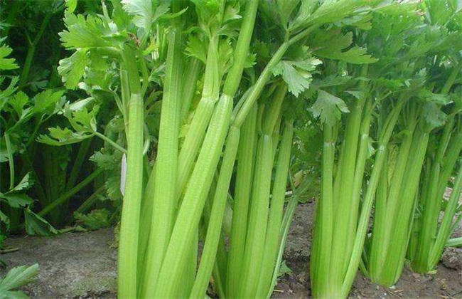 西芹 田间管理 技术要点