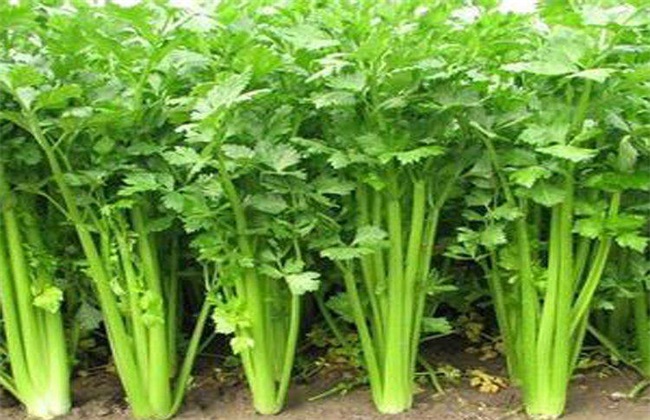 西芹 田间管理 技术要点