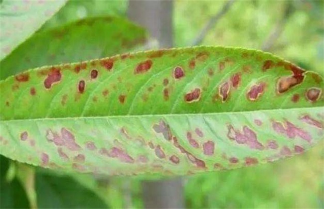 桃子细菌性穿孔病防治