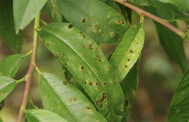 桃子细菌性穿孔病防治