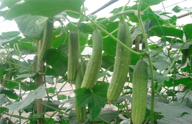 夏季 黄瓜种植 注意事项