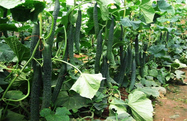 夏季 黄瓜种植 注意事项