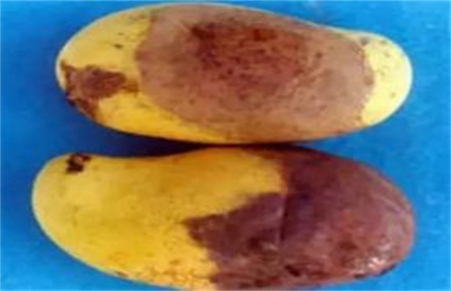 芒果烂果原因及防治方法