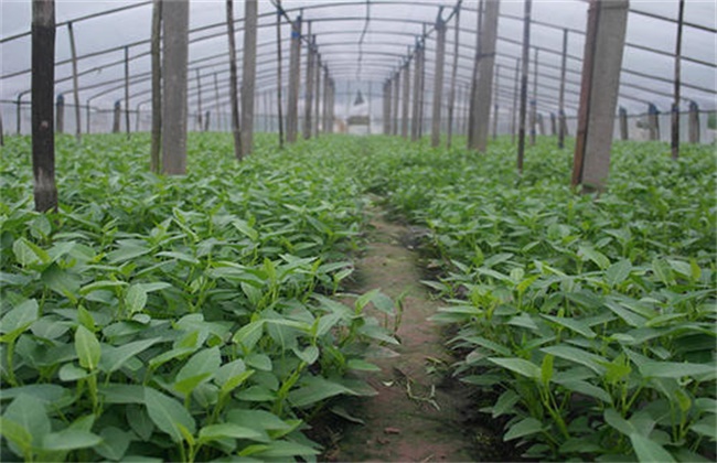 空心菜高产栽培技术