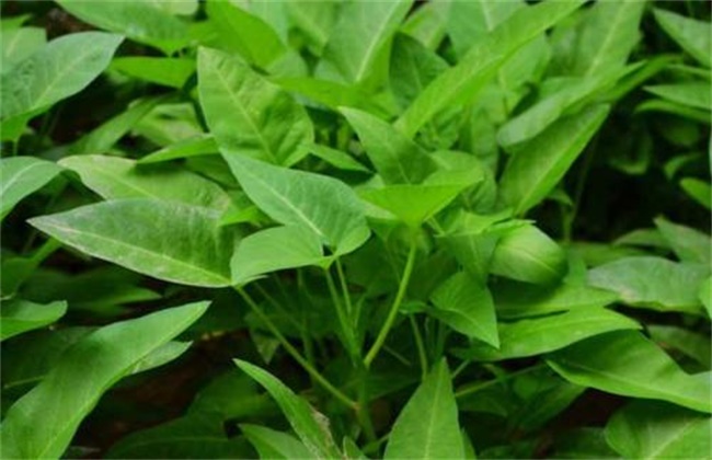 空心菜高产栽培技术