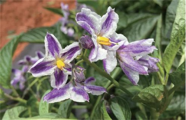 开花