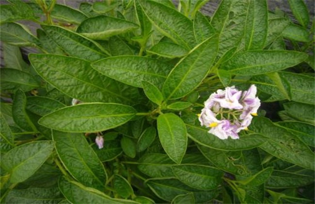 花期