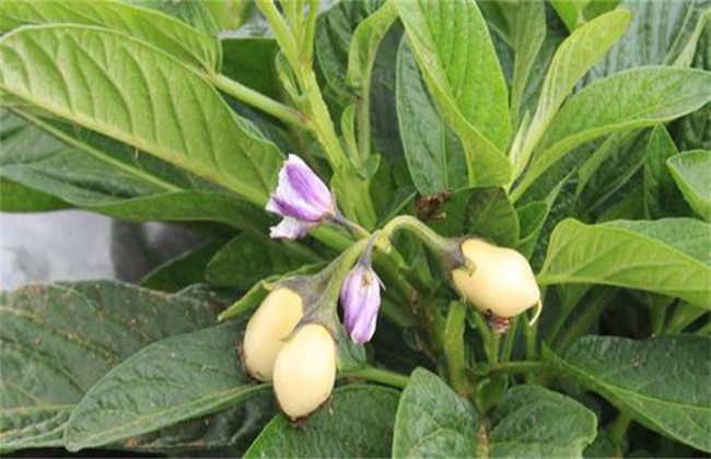 花蕾