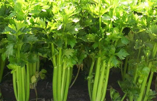 夏季芹菜 芹菜种植 注意事项