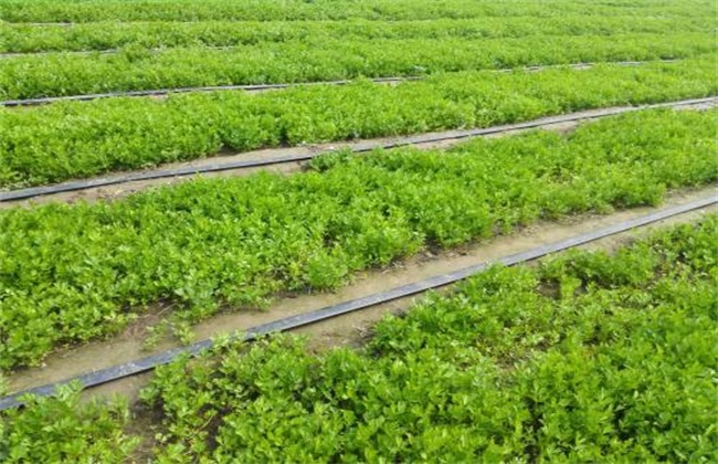 夏季芹菜 芹菜种植 注意事项