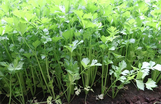 夏季芹菜 芹菜种植 注意事项