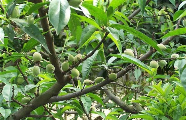 结果树